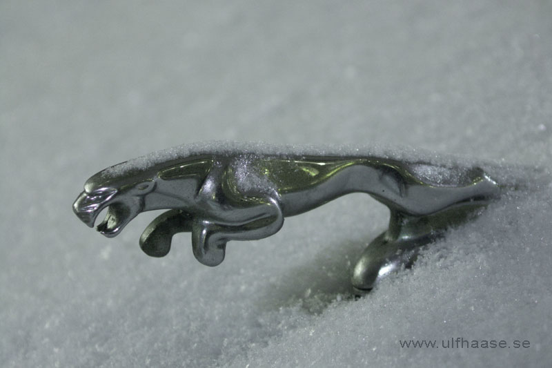 Jaguar, a winter photo.