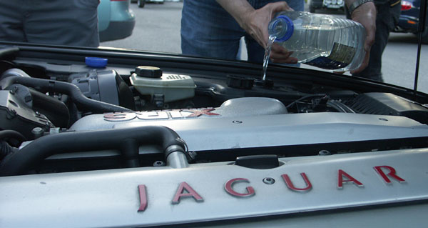 Jaguarträff vid Brostugan 3 juni 2010